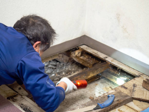 Best Same-Day Mold Removal  in Darby, PA
