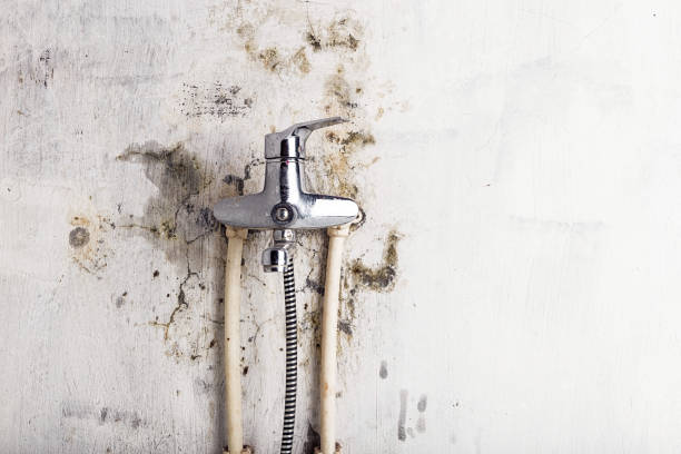 Best Mold Damage Repair  in Darby, PA