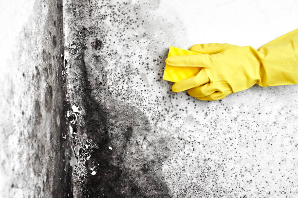 Crawl Space Mold Removal in Darby, PA