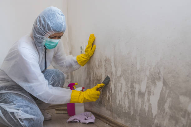 Best Same-Day Mold Removal  in Darby, PA