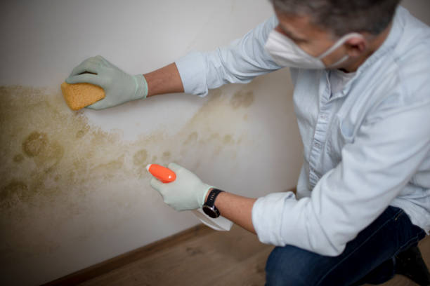 Best Home Mold Removal  in Darby, PA
