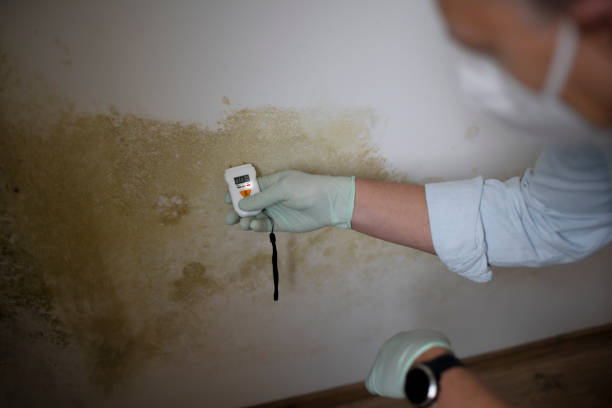 Best Crawl Space Mold Removal  in Darby, PA