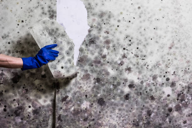 Best Certified Mold Removal  in Darby, PA